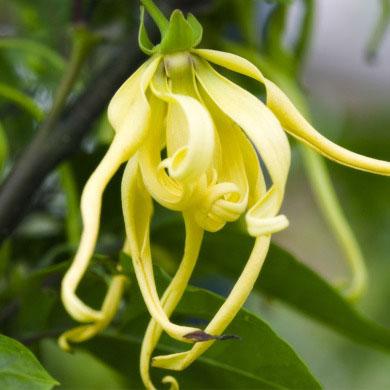 Ylang-ylang (third fraction) 10 ml