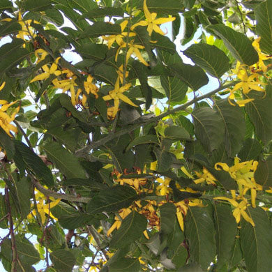 Ylang-ylang (third fraction) 10 ml